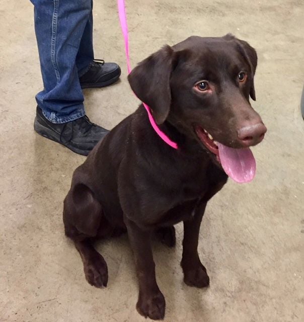 9 month outlet old chocolate lab