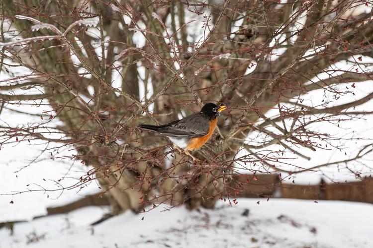 Area hit by waves of sleet, snow; more on the way | Local News ...