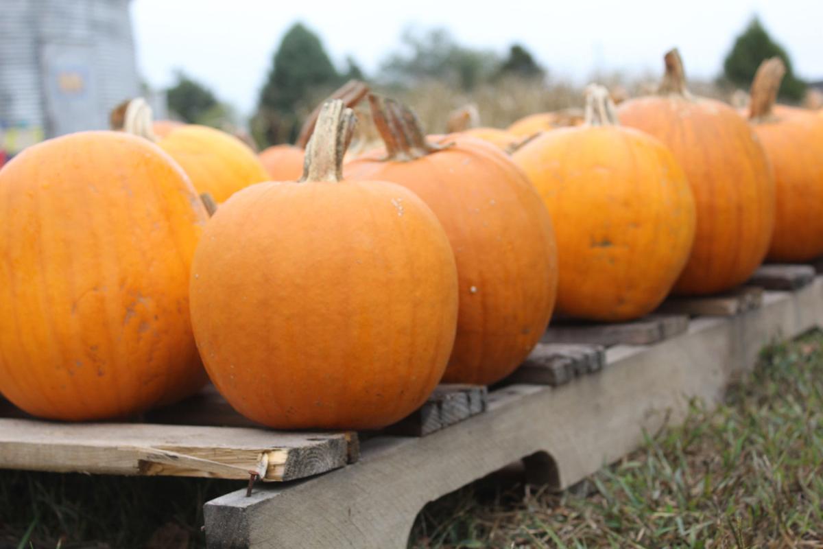 Dry Summer Weather Hurts Local Pumpkin Harvests Local News Thenewsenterprise Com