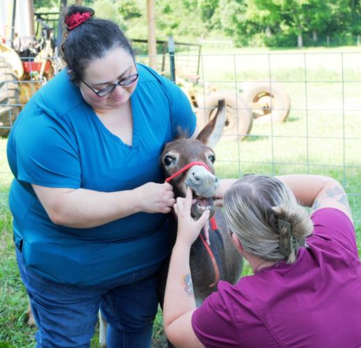 Geerout Geer following her dream of caring for large farm animals | Local News ...