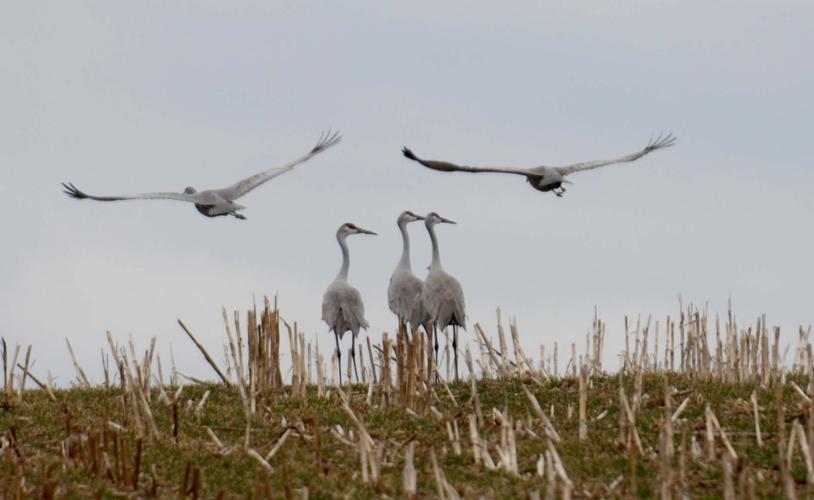 Sandhill cranes challenge Kentucky hunters Local News