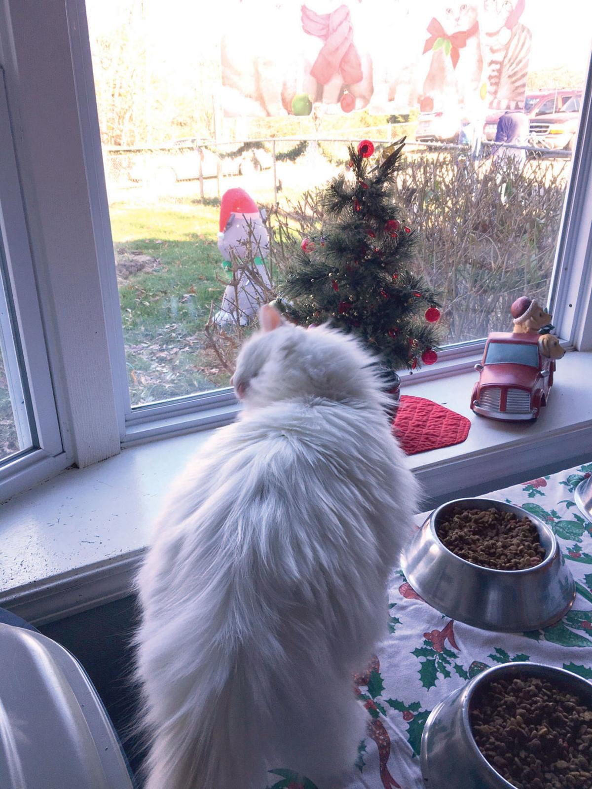 Cats A Few Dogs Life Of The Animal Refuge Christmas Party Local News Thenewsenterprise Com