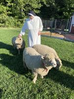 Sheep used in outdoor classroom