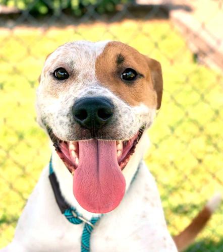 Hardin County animal shelter waives fees for large dog adoptions | Local  News 