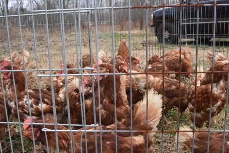 Just chickening around | Local News | thenewsenterprise.com