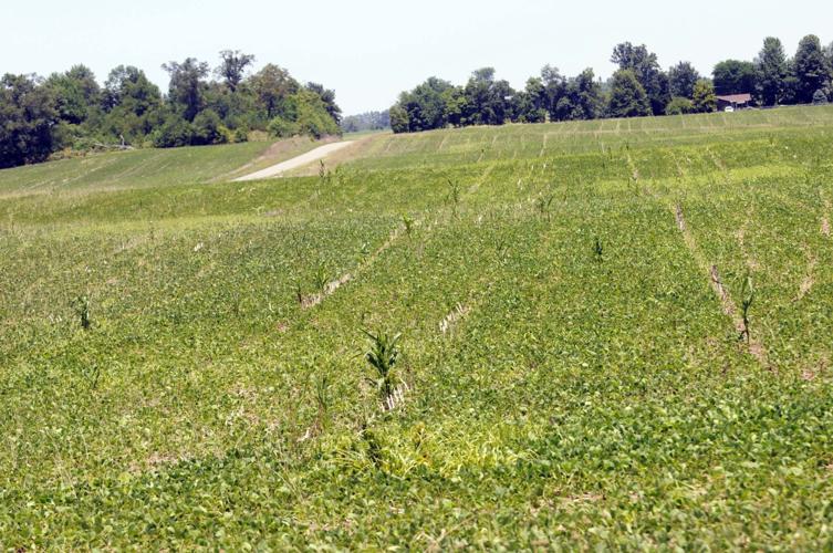 Triple-digit conditions threaten crops | Local News | thenewsenterprise.com