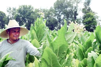topping tobacco Topping off tobacco | Local News