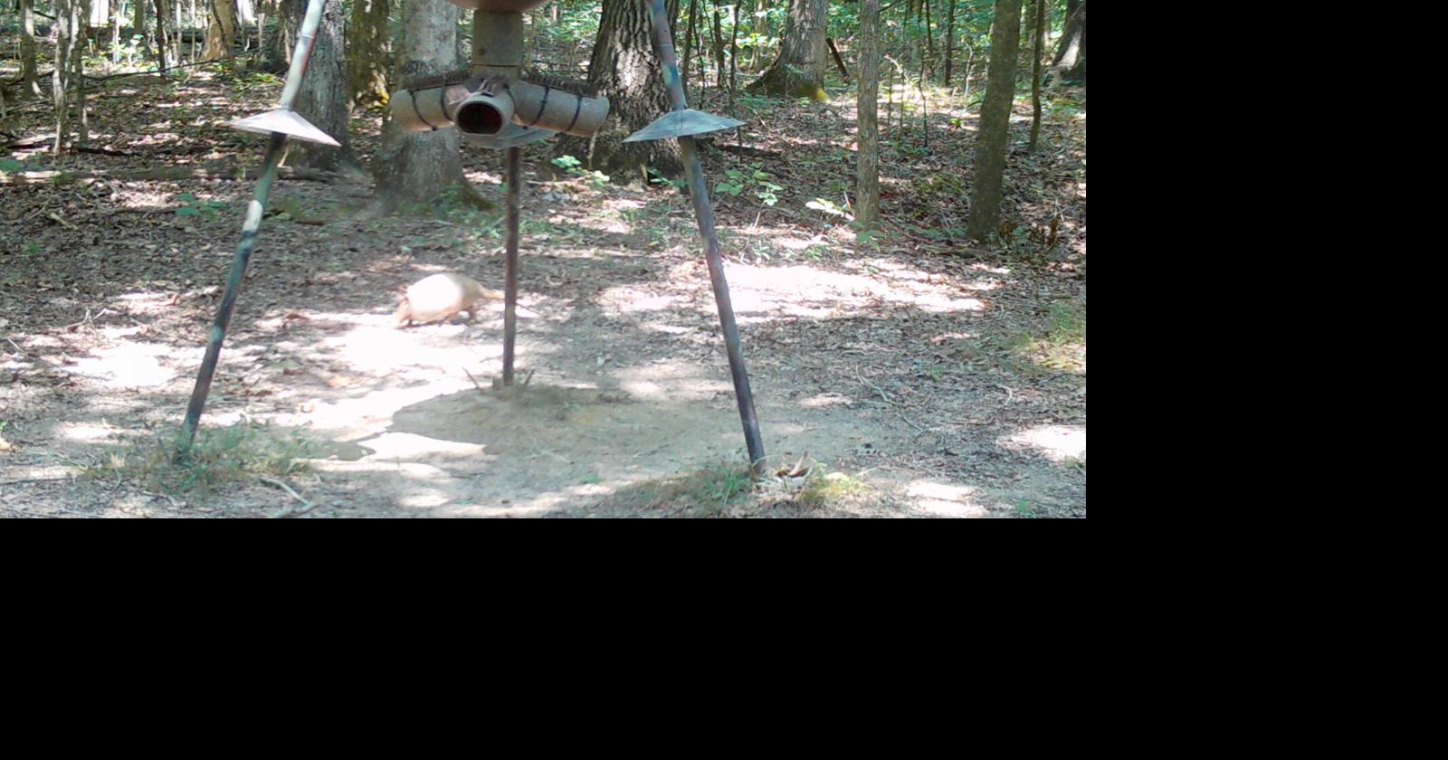 Squirrel season opens Saturday Sports