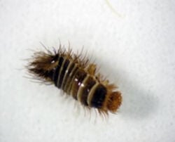 Varied carpet beetles are stirring | Homes | thenewsenterprise.com