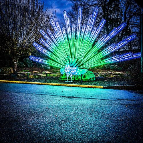 Nights get wild at the zoo Pulse