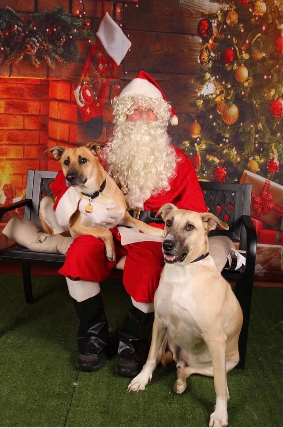 Santa Paws Pet Pictures set for December