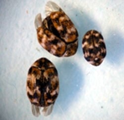 Blog - What Davis County Homeowners Ought To Know About Carpet Beetles