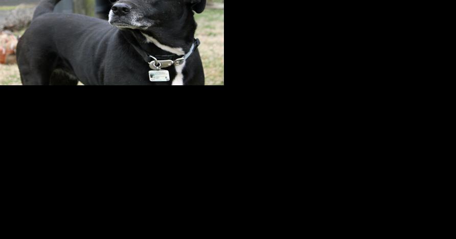 Local dog in running for America's Favorite Pet - Vimarsana News