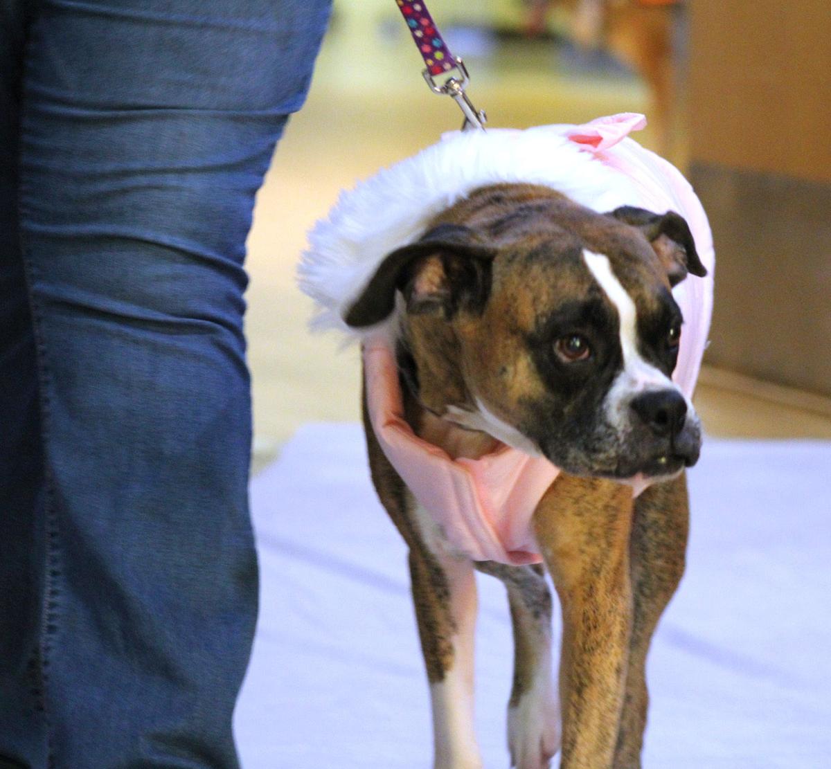 Dogs Walk The Catwalk Local News Thenewsenterprise Com