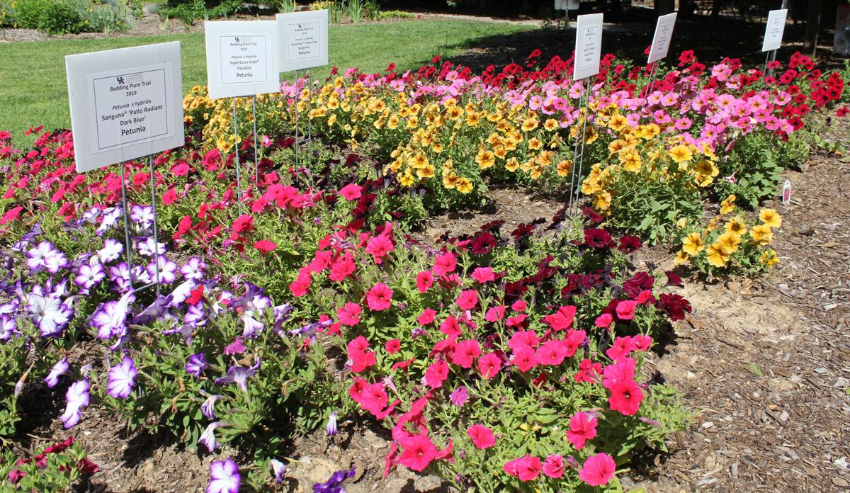 arboretum 8