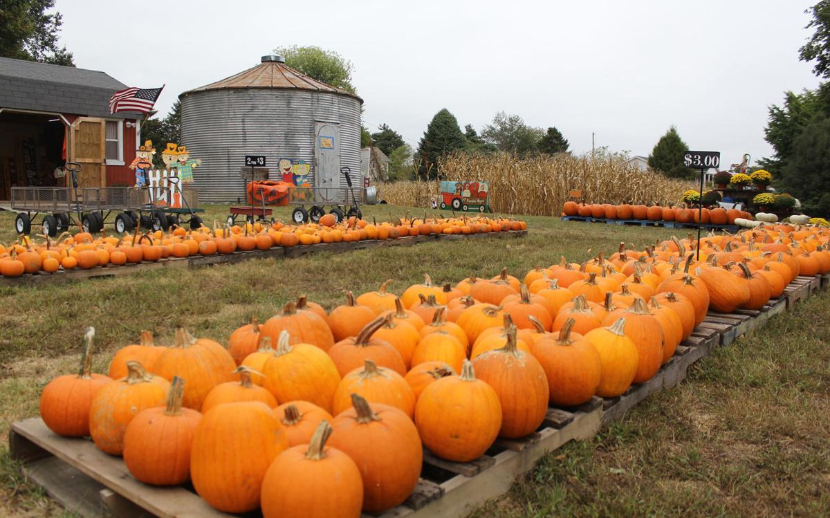 Dry Summer Weather Hurts Local Pumpkin Harvests Local News Thenewsenterprise Com
