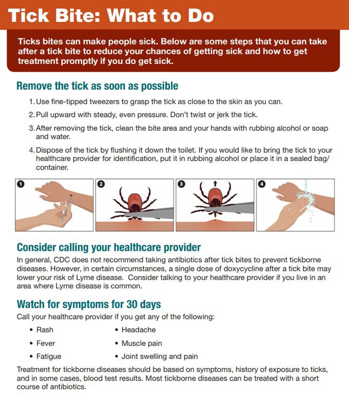 Take precautions, stay safe during tick season Local News