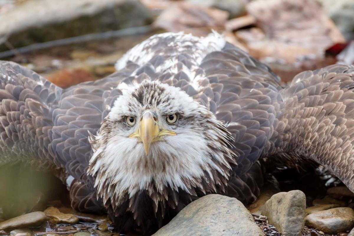 Bird watching hike turns into unexpected rescue