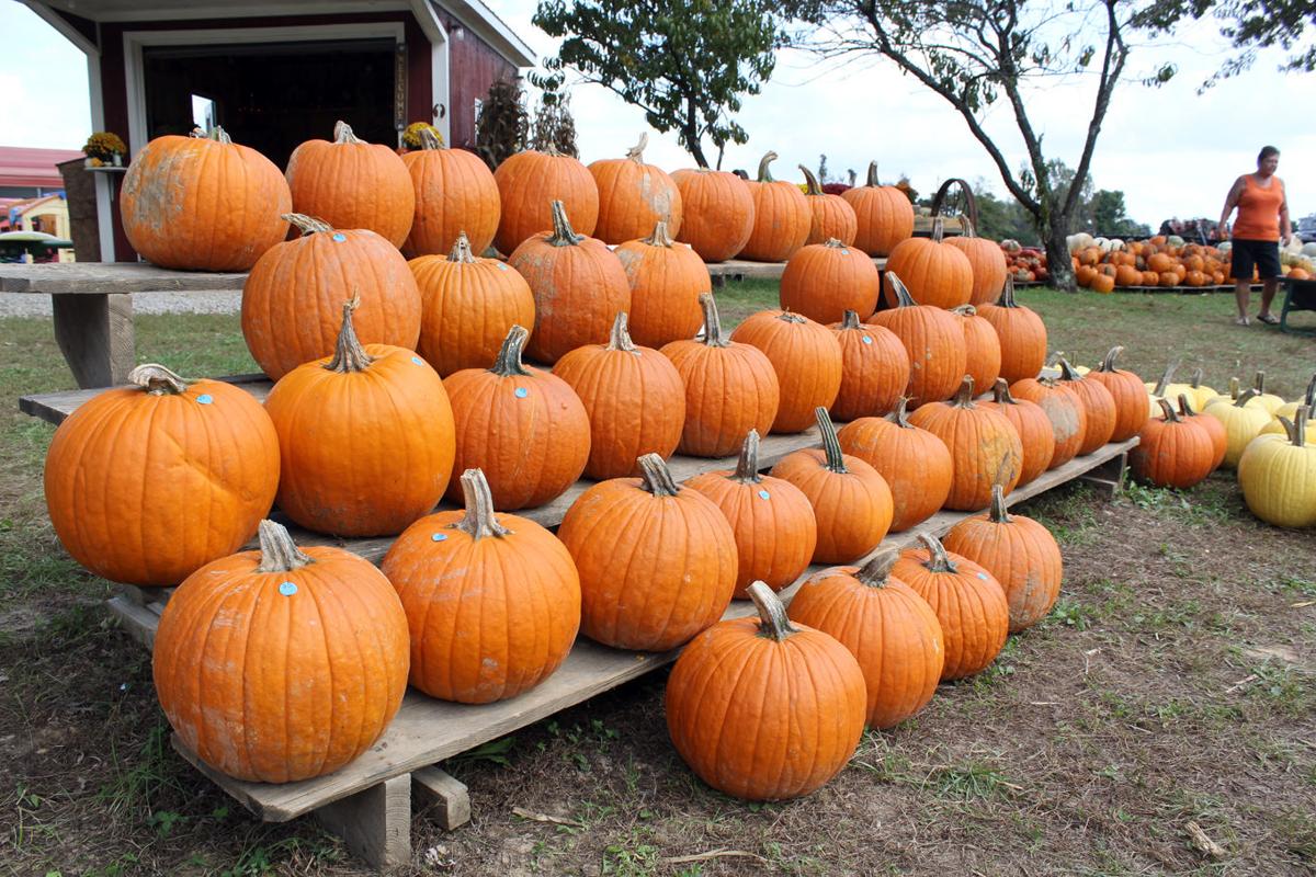 Growing Pumpkin Varieties Entails Planning Hard Work Local News Thenewsenterprise Com