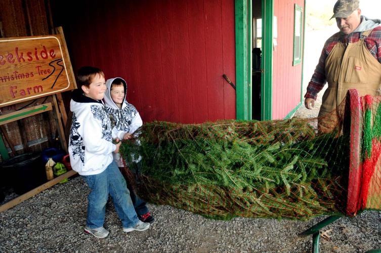 Trees merry despite drought Local News