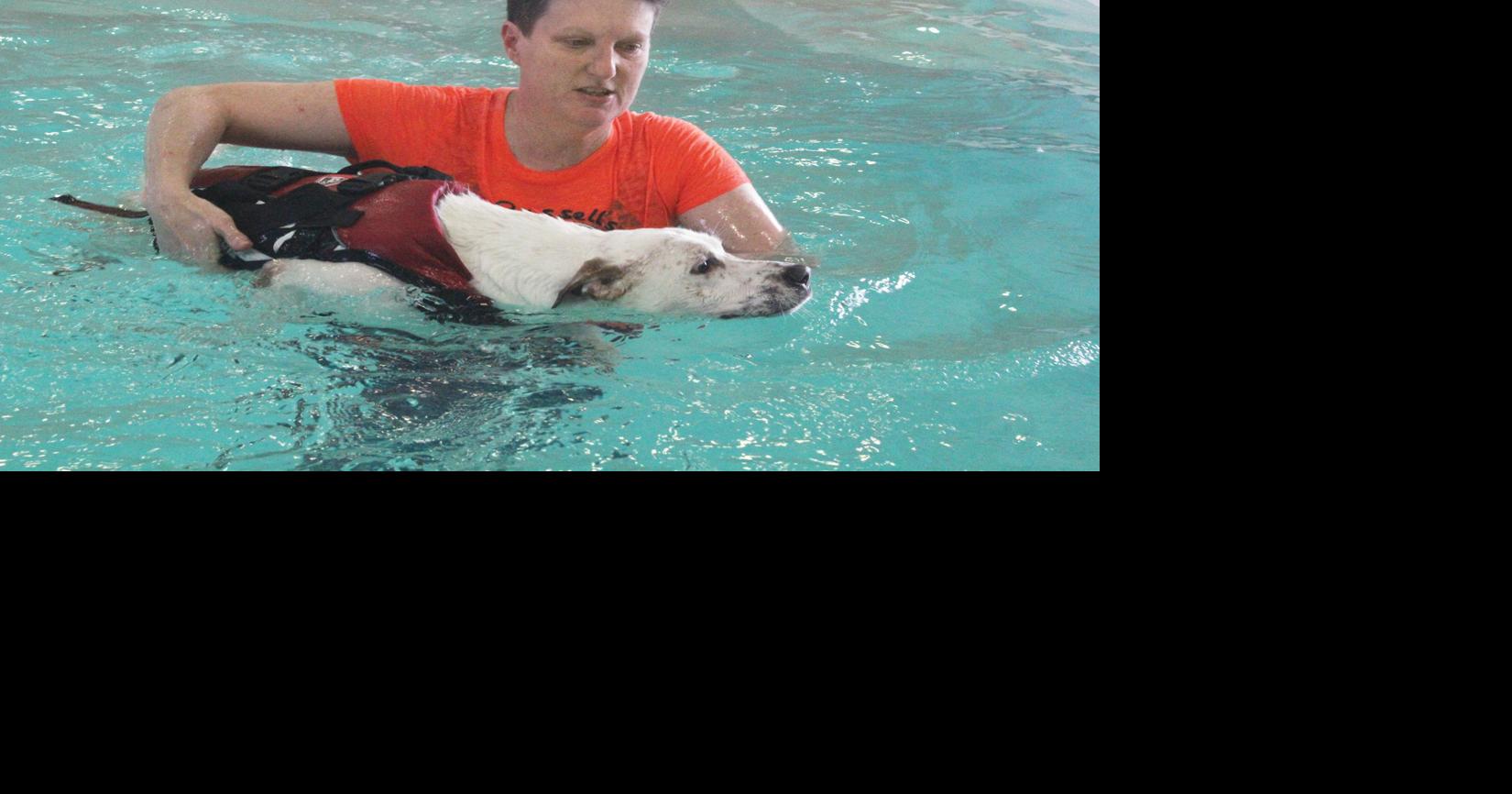 Team effort helps 2-year-old bird dog recover from injury | Local News ...
