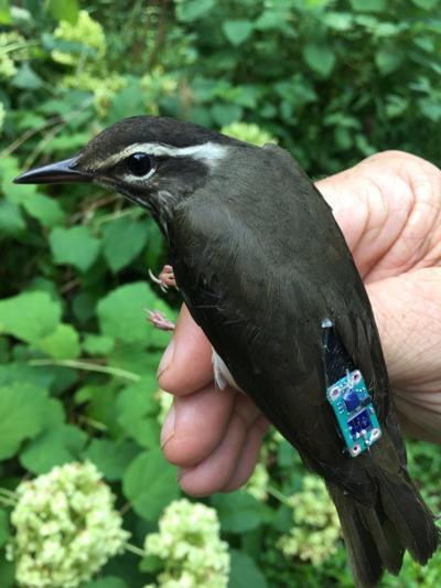 Bernheim offers new bird conservation initiative