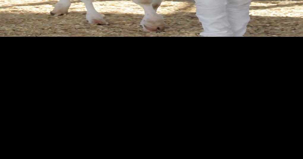 Young handlers show off dairy cattle Local News