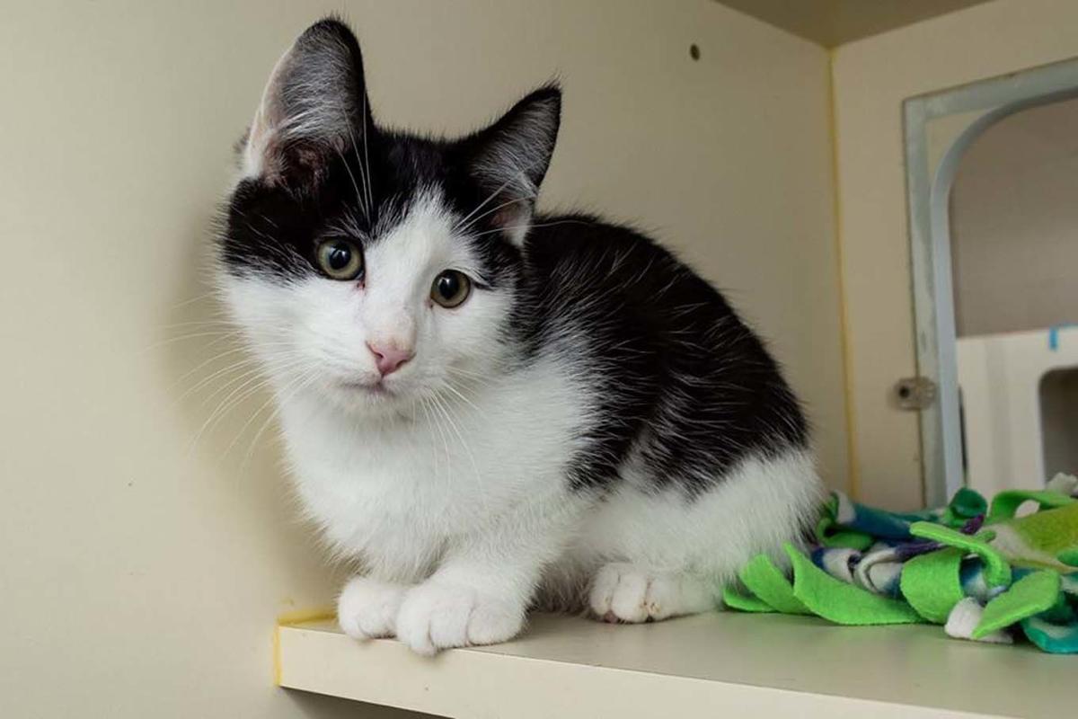 Shelter Program Looks To Give Felines New Lease On Life Local