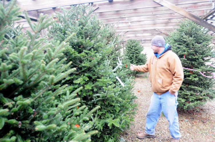 Livecut tree sales dwindle Local News
