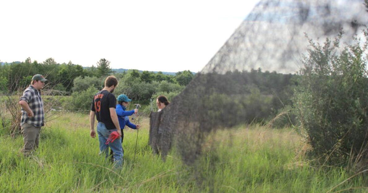 Whip-poor-will study aims to combat decline of birds