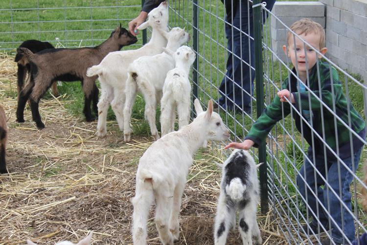 Fun on the farm Local News