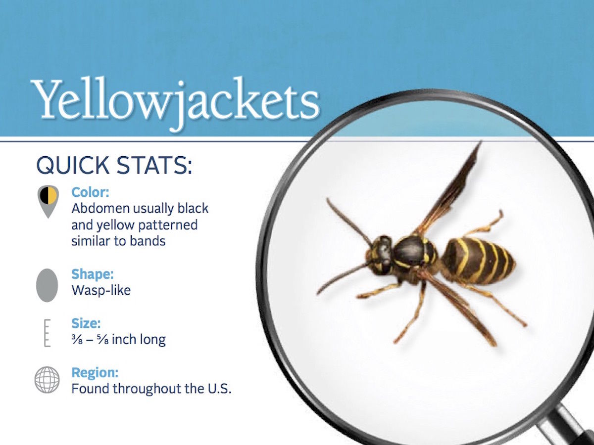 Eastern Yellowjacket