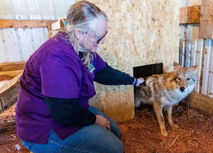 Wildlife sanctuary building new facility for sick, injured animals | Local  News 