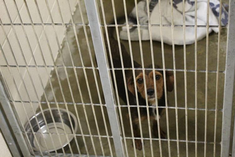 Animal shelter faces challenges due to increase in stray dog population