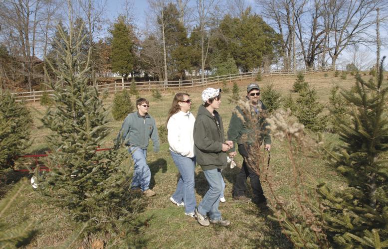 The great Christmas tree hunt News