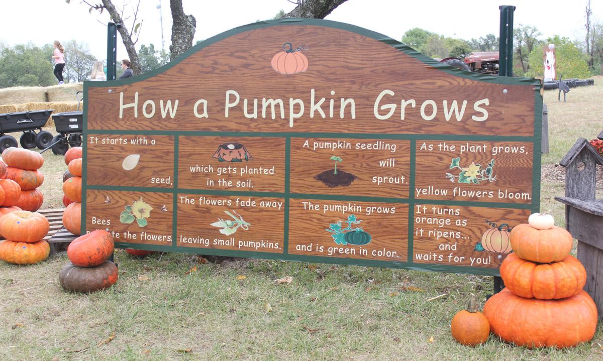 Dry Summer Weather Hurts Local Pumpkin Harvests Local News Thenewsenterprise Com