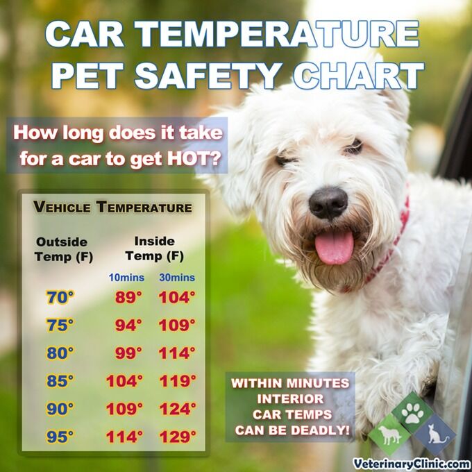 Tips for helping pets beat the heat | Local News | thenewsenterprise.com