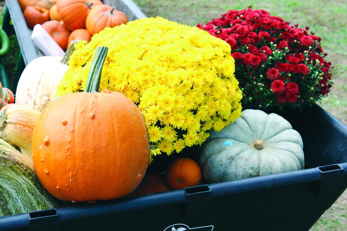 Growing Pumpkin Varieties Entails Planning Hard Work Local News Thenewsenterprise Com