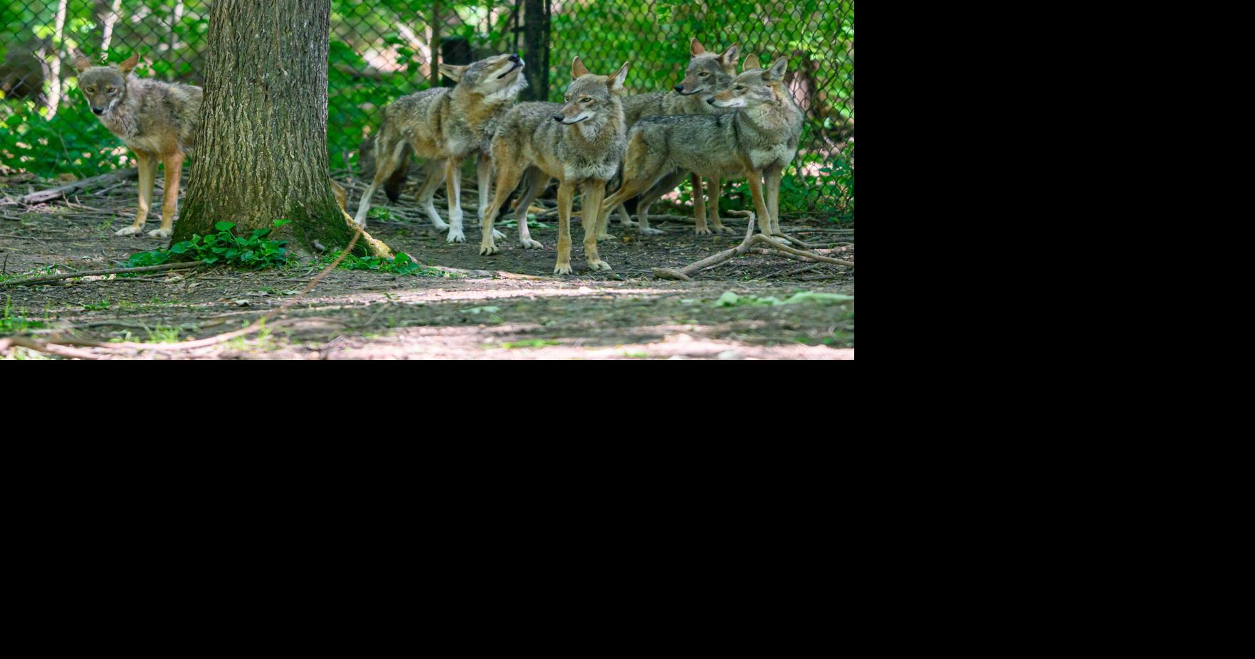 Prized for genetics, red wolves growing up at LBL | State News ...