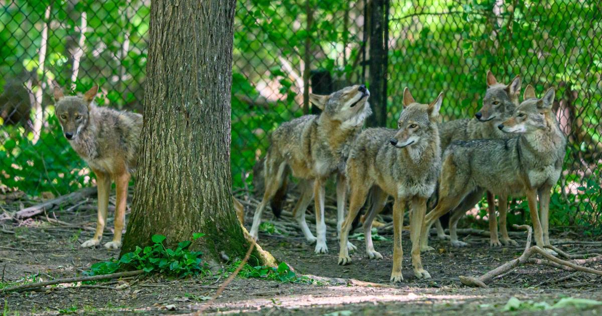 Wolves Growing Prized for genetics, red wolves growing up at LBL | State News ...