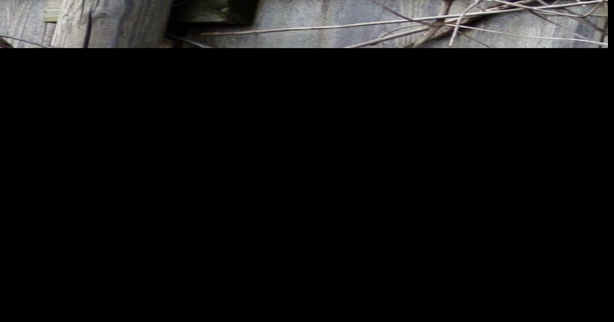 Sitting on a post Local News