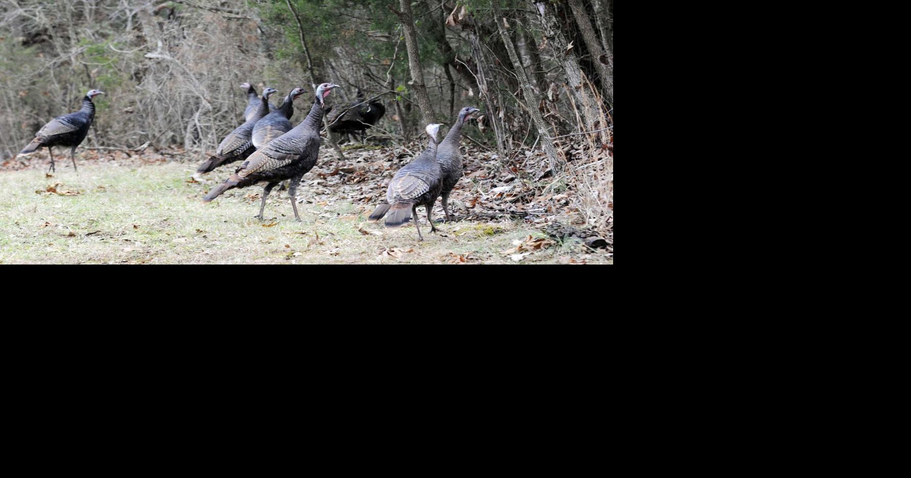 Photo: What a bunch of turkeys | Local News | thenewsenterprise.com