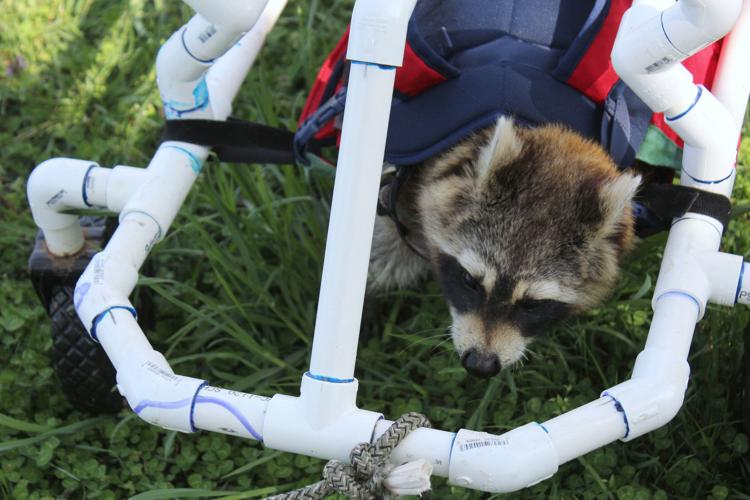 Boone the raccoon gets new wheels | Local News | thenewsenterprise.com