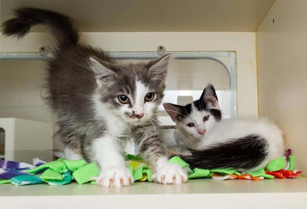 Shelter Program Looks To Give Felines New Lease On Life Local