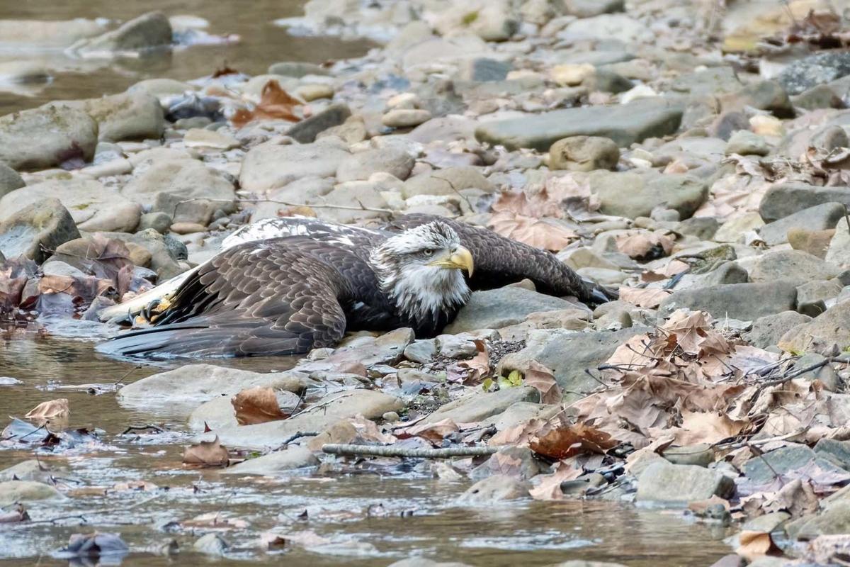 Bird watching hike turns into unexpected rescue