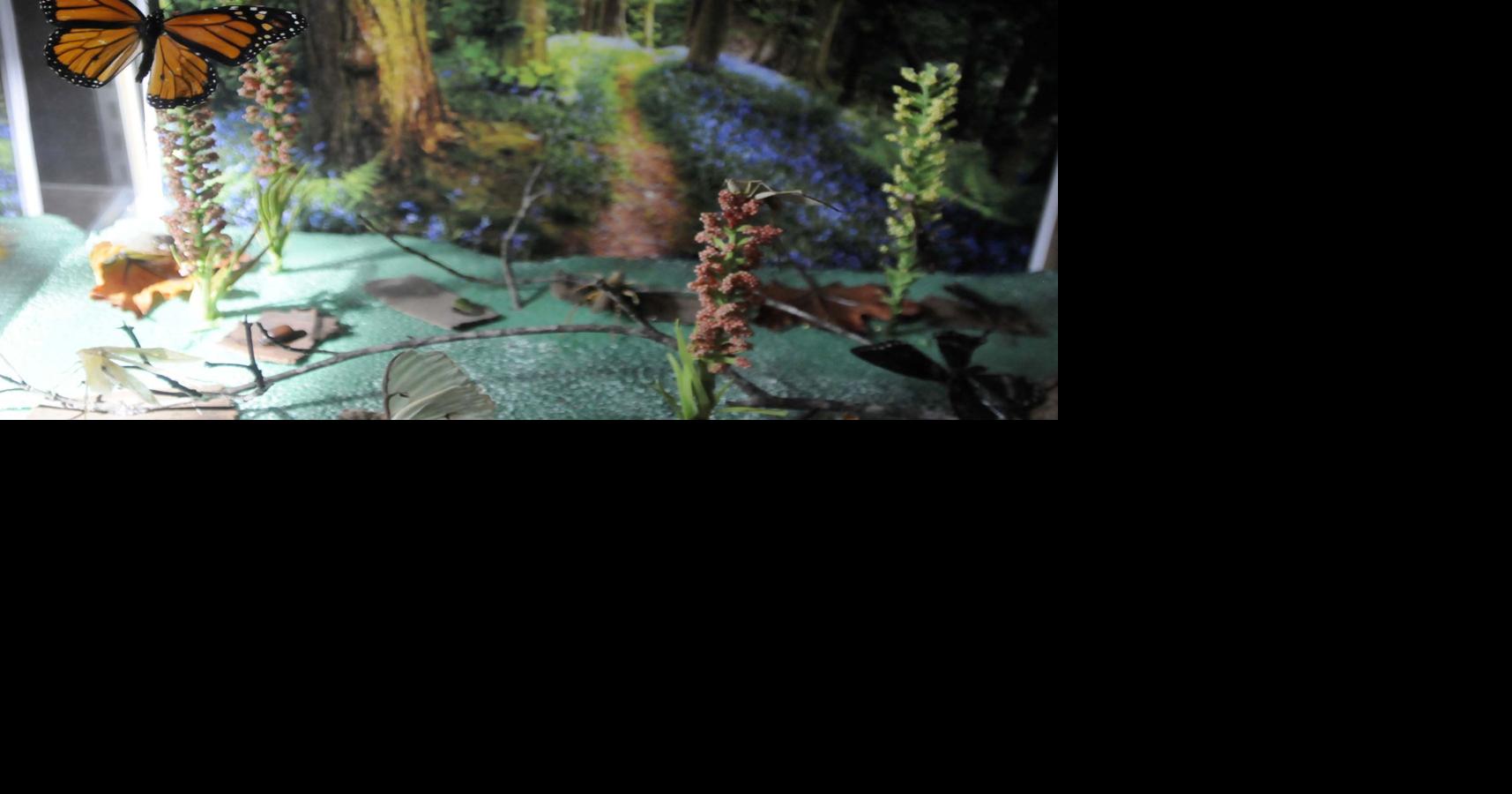 Insects on display at museum | Local News | thenewsenterprise.com