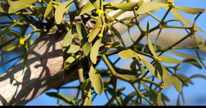 The Mistletoe Plant – How A Thieving Plant Became A Christmas Tradition!