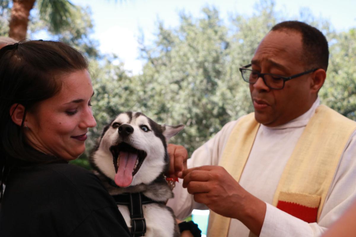 Pet Blessing 2019 - dog