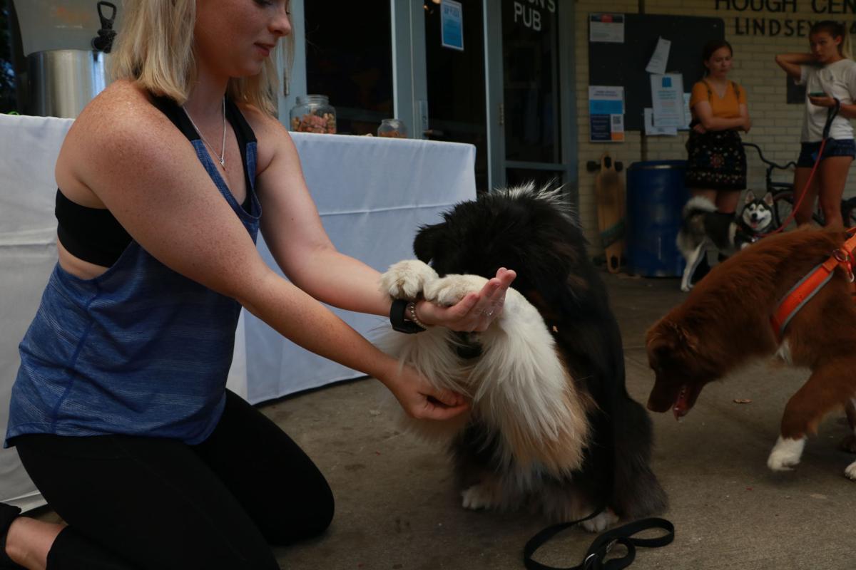 Pet Blessing 2019 - dog