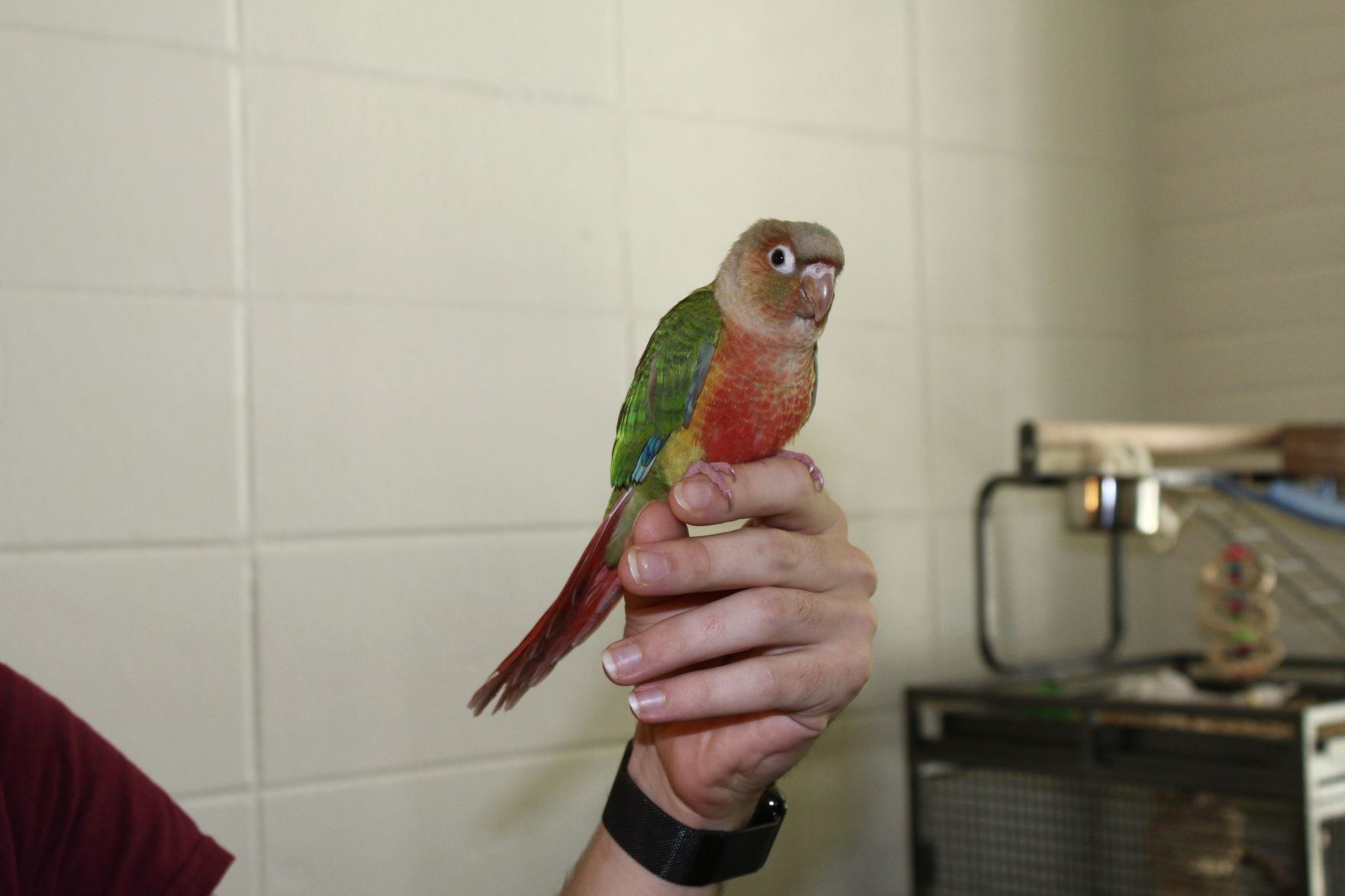 craigslist green cheek conure